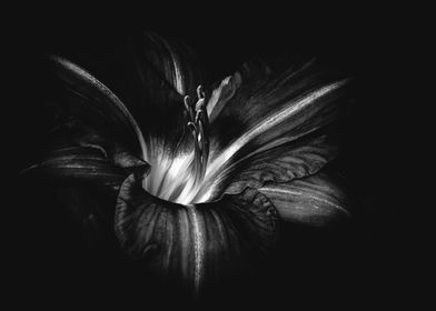 Lily Noir