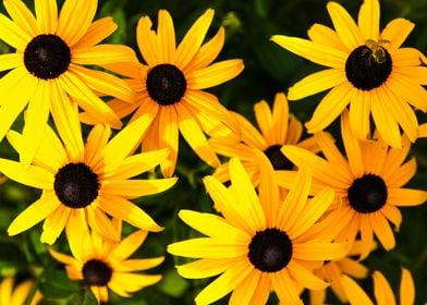 Black Eyed Susan