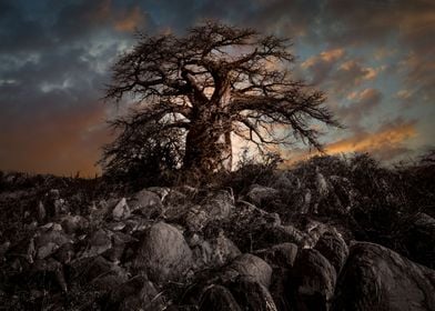 Baobab Tree