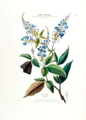 Le Colant Blue Botanical