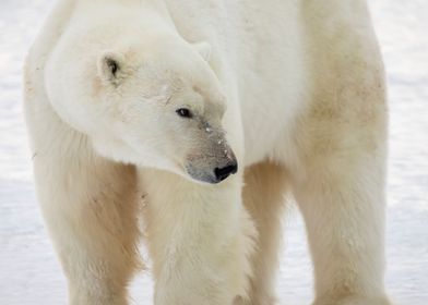 Polar Bear Profile