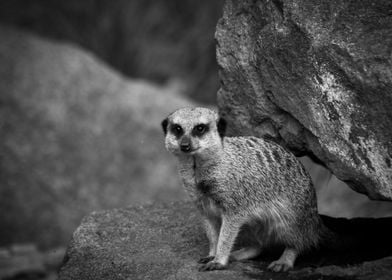 Meerkat