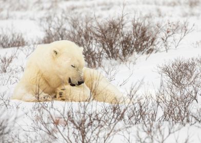 Polar Bear Grooming