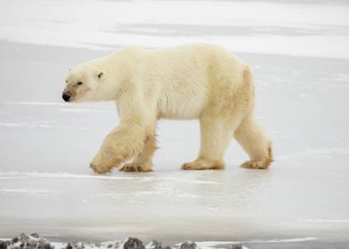 Polar Bear Walking