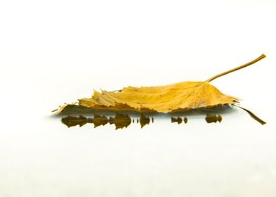 autumn leaf