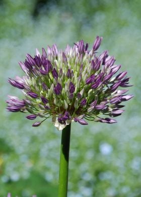 PURPLE BALL OF STAR FLOWER