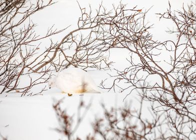 Willow Ptarmigan