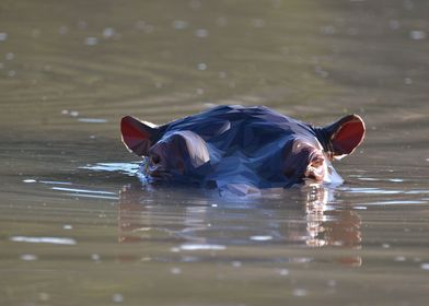 Low Poly Hippo Swimming