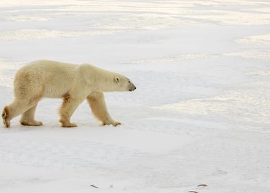 Walking Polar Bear