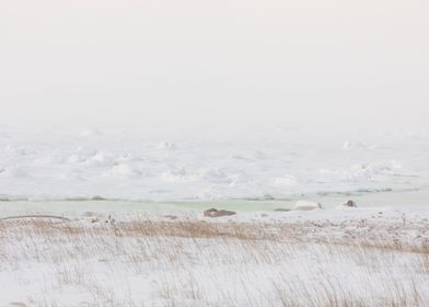 Frozen Tundra Landscape