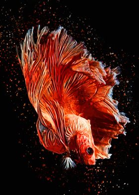 Betta Dark Orange