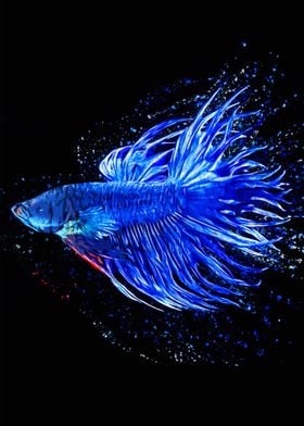 Blue Glazed Betta Fish