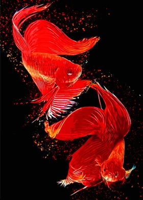 Red Betta Fish Couple