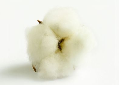 Cotton II