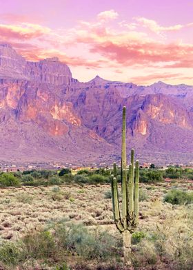 Cactus Sunset