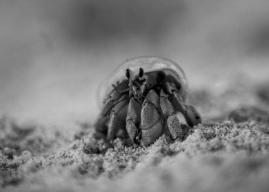 Hermit Crab