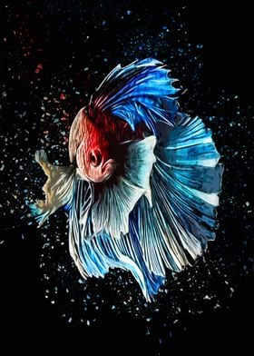 Angry Betta Fish