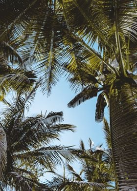 Palm trees 