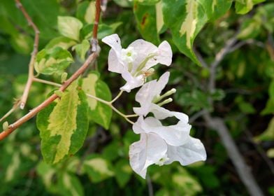 White Flower