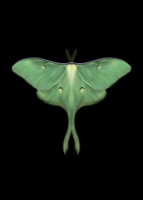 The Luna Moth