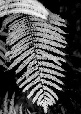  Beautyful fern leaf