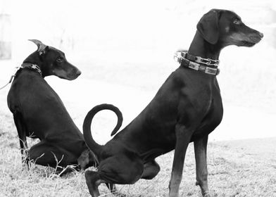 Two  Doberman Pinscher