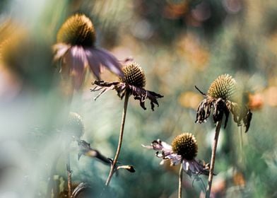 Coneflower 3