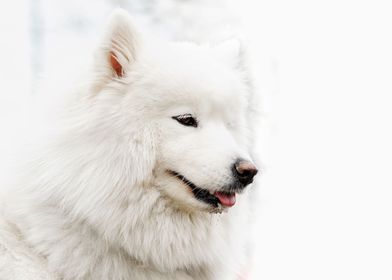 Samoyed husky portrait