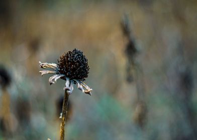 Coneflower