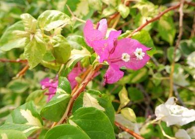 Pink Flower