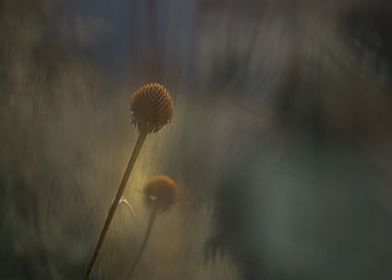 Coneflower 2