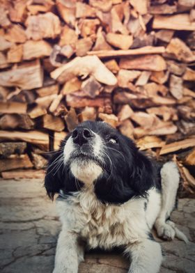 dog looks up