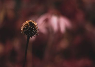 Coneflower 6