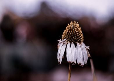 Coneflower 7