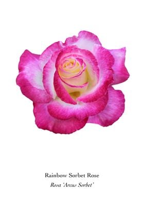 Rainbow Sorbet Rose