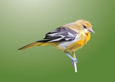 Yellow Robin Bird.