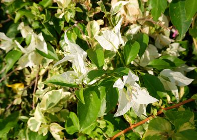 White Flower