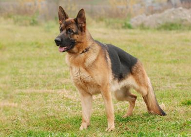 German shepherd dog