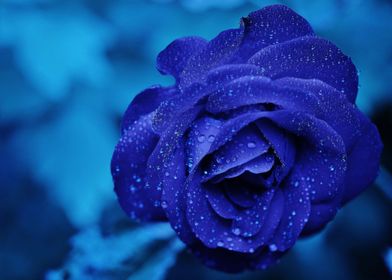 A Dewy Rose In Blue