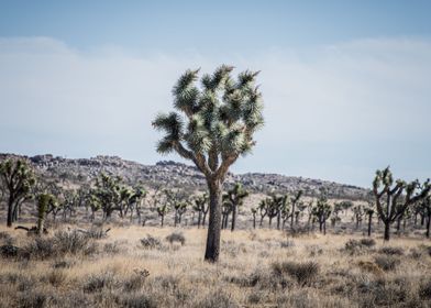 Joshua Tree