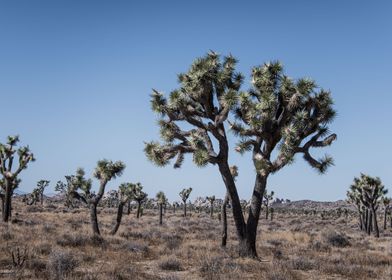 Joshua Tree