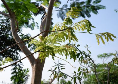 Beautiful Tree Branches