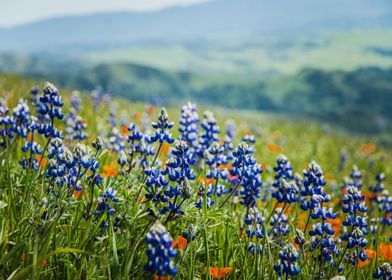 Lupines