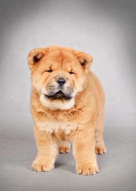 Chow chow puppy