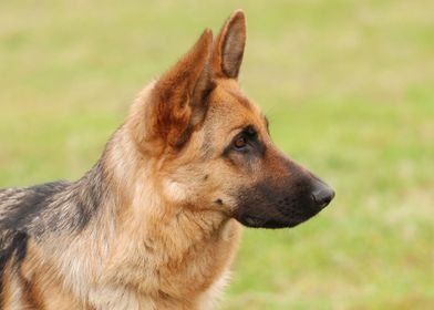 German shepherd dog