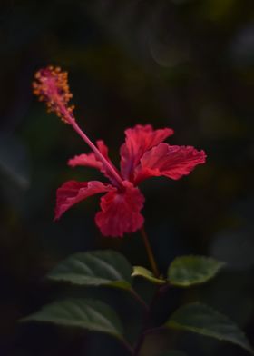 Lone Hibiscus 