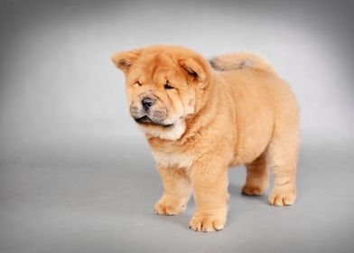 Chow Chow puppy