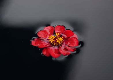 A tiny flower adrift 