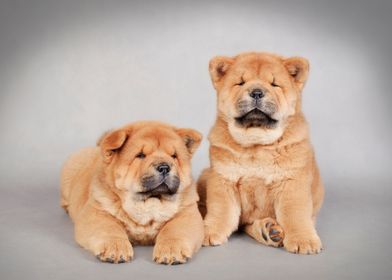 Chow chow puppies