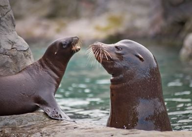 Seal Talk